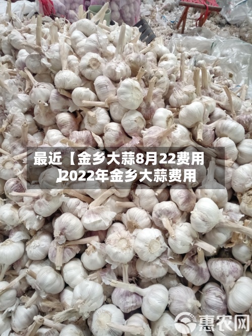 最近【金乡大蒜8月22费用,2022年金乡大蒜费用】-第2张图片