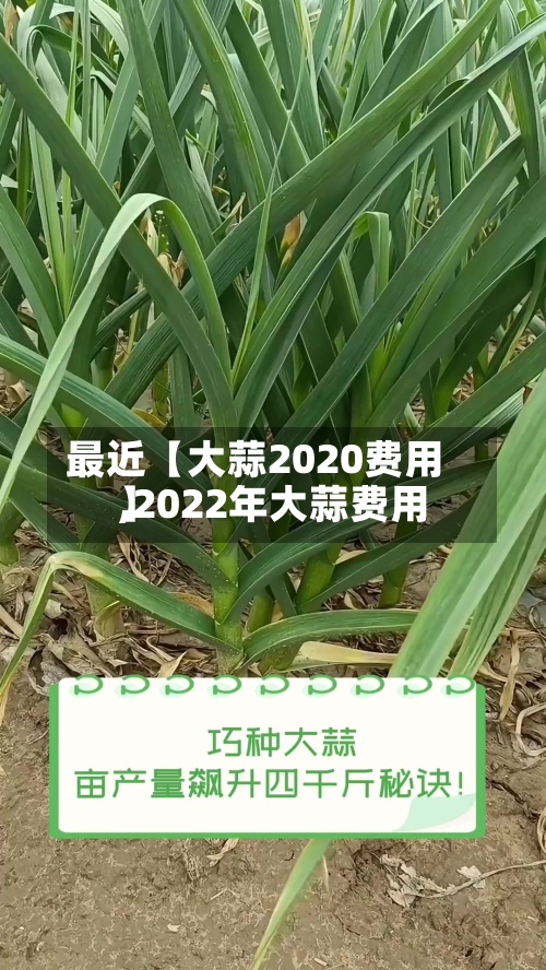 最近【大蒜2020费用,2022年大蒜费用】