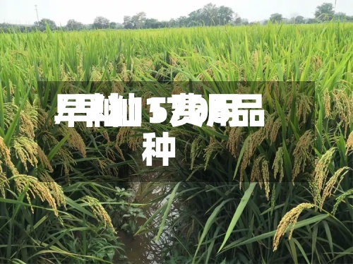 早籼15费用/早籼1706品种