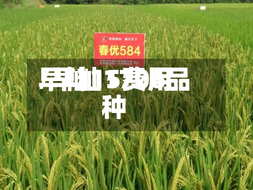 早籼15费用
/早籼1706品种-第2张图片