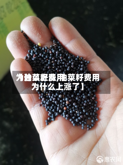 【油菜籽费用为什么上涨,油菜籽费用为什么上涨了】-第2张图片