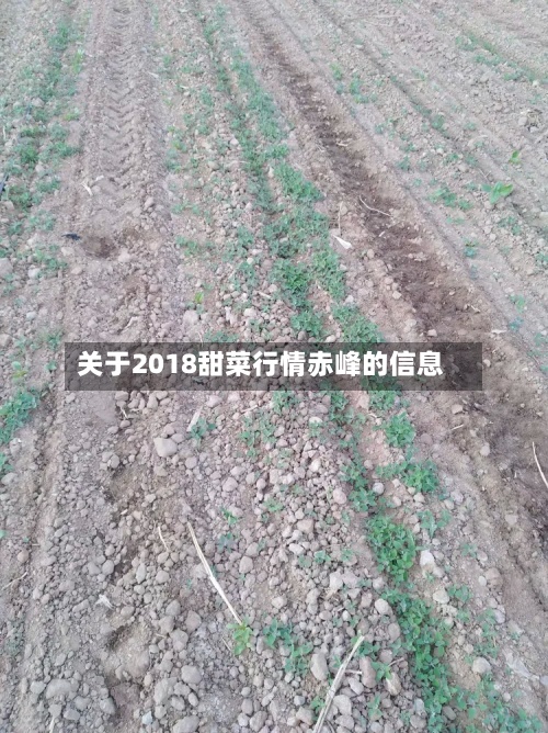 关于2018甜菜行情赤峰的信息-第2张图片