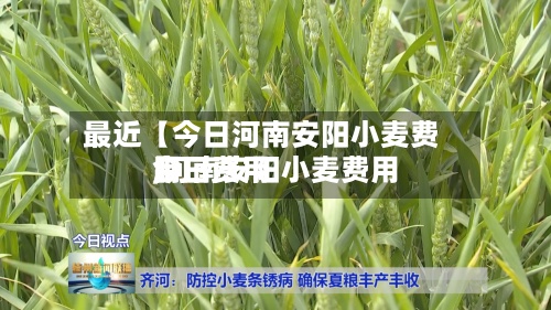 最近【今日河南安阳小麦费用
,河南安阳小麦费用
今日费用
】-第3张图片