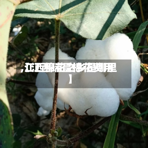 【江西瑞昌棉花费用
,江西棉花之乡是哪里】-第2张图片