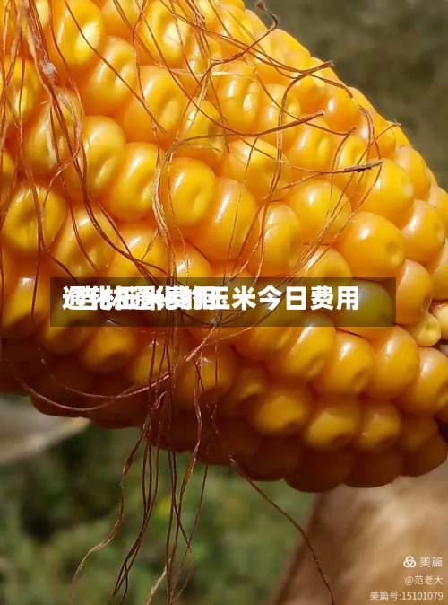 通化玉米费用/吉林通化的玉米今日费用
