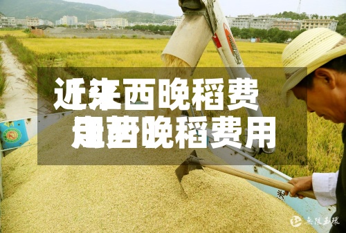 近来【江西晚稻费用江西晚稻费用走势】