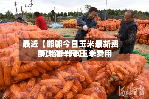 最近【邯郸今日玉米最新费用,河北邯郸市玉米费用多少钱一斤】