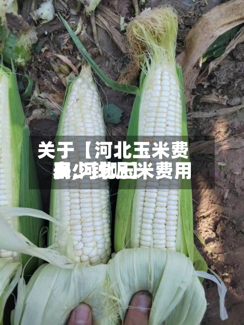 关于【河北玉米费用表,河北玉米费用多少钱呢】