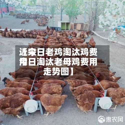 近来【今日老鸡淘汰鸡费用今日淘汰老母鸡费用走势图】