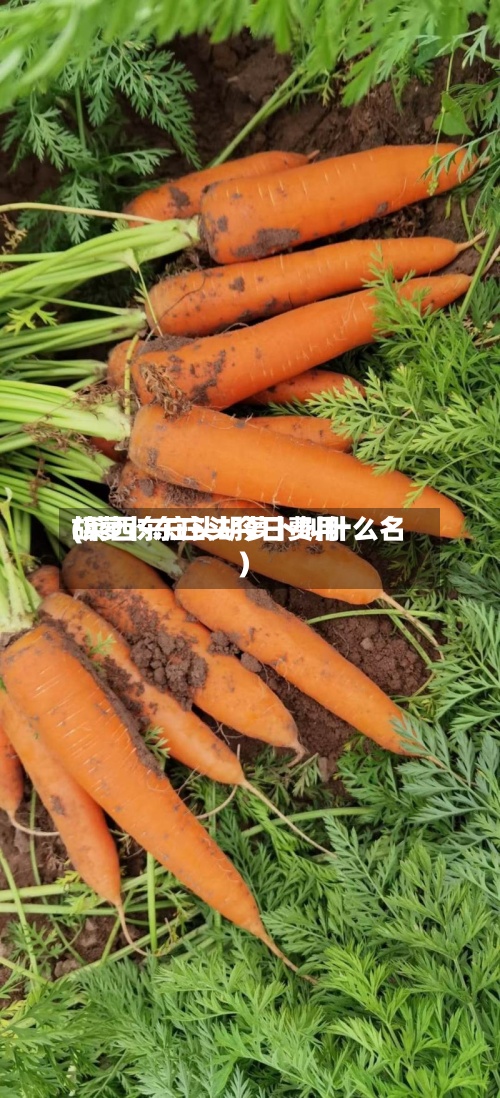 胡萝卜东庄头今日费用
(莱西东庄头胡萝卜叫什么名)-第2张图片