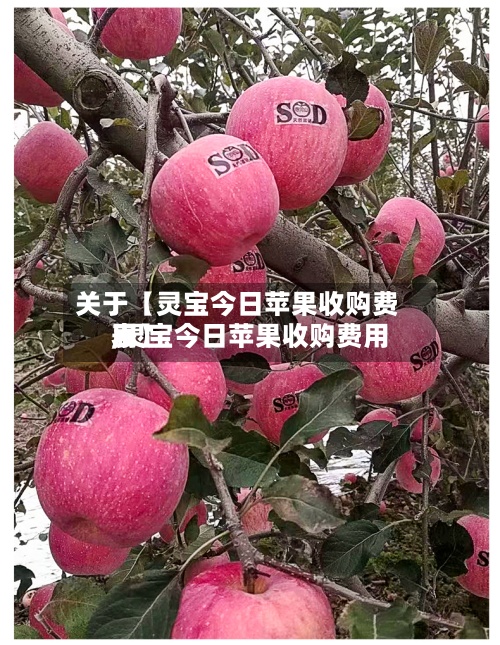 关于【灵宝今日苹果收购费用,灵宝今日苹果收购费用表】