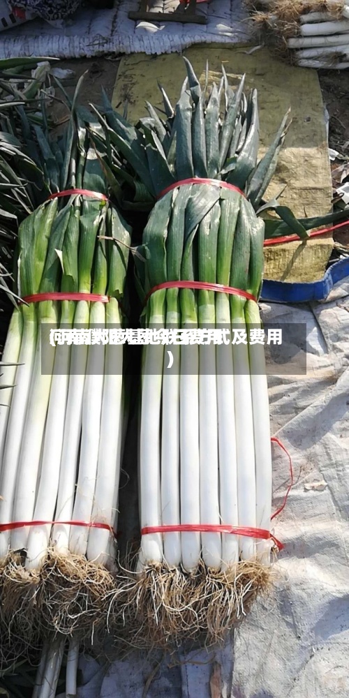 河南濮阳大葱今日费用
(河南大葱基地联系方式及费用
)-第2张图片