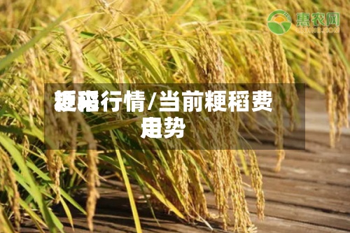近来
粳稻行情/当前粳稻费用
走势-第2张图片