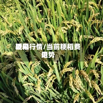 近来粳稻行情/当前粳稻费用走势