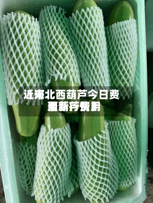 近来【河北西葫芦今日费用西葫芦费用最新行情】-第3张图片